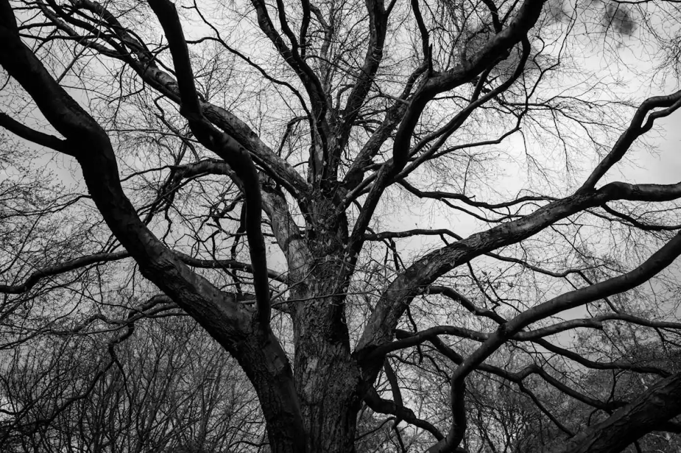 Eliah Brown Tree